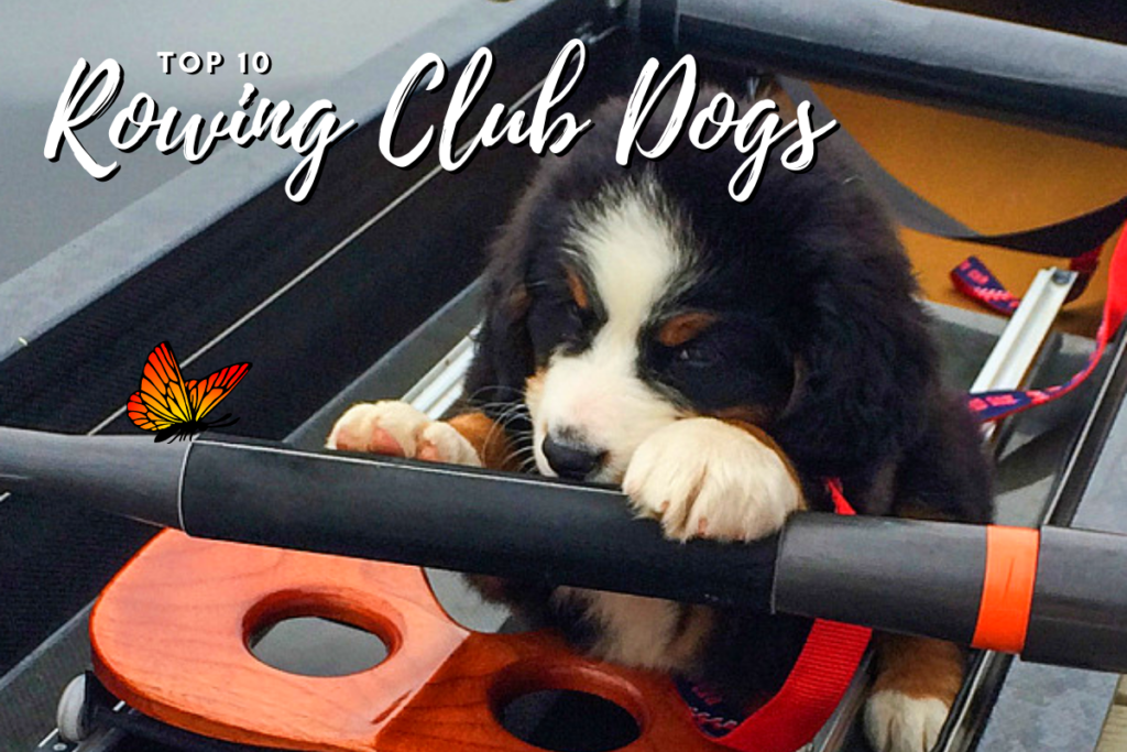 top=ten-rwing-club-dogs-the-thoughtful-rower